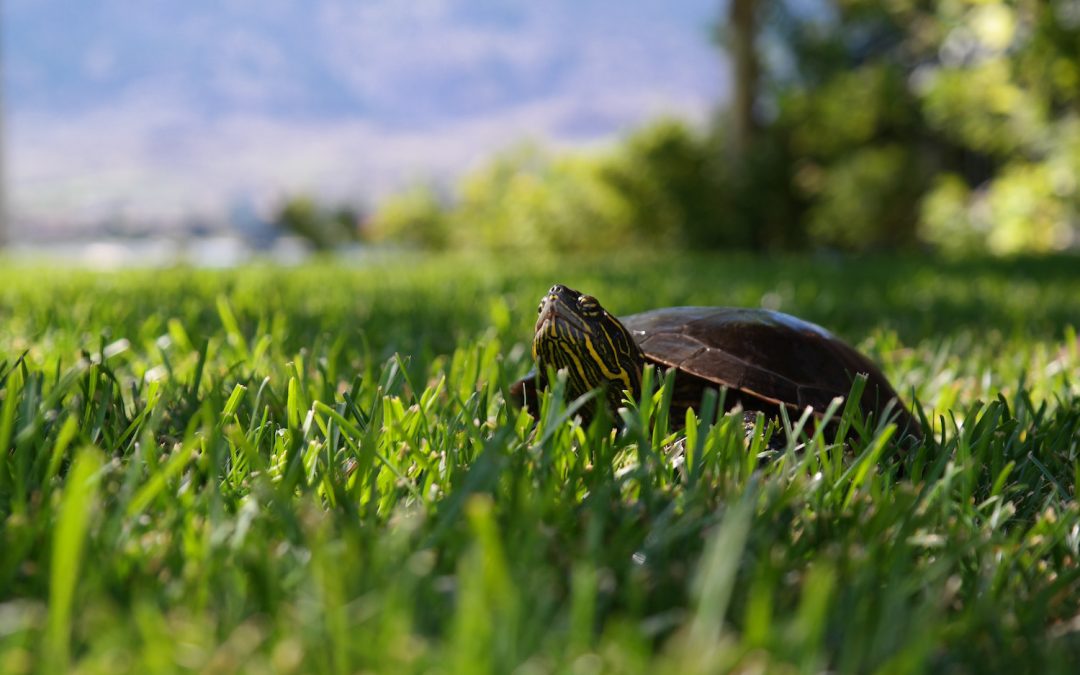 When It Comes to Inclusion, Be The Tortoise