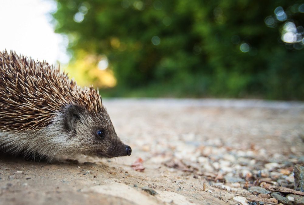 Investing in Women Entrepreneurs … With Help From Isaiah Berlin, Hedgehogs and Foxes