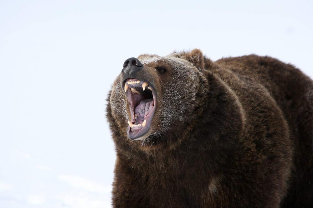 Investors in the Wild: Approach With Caution